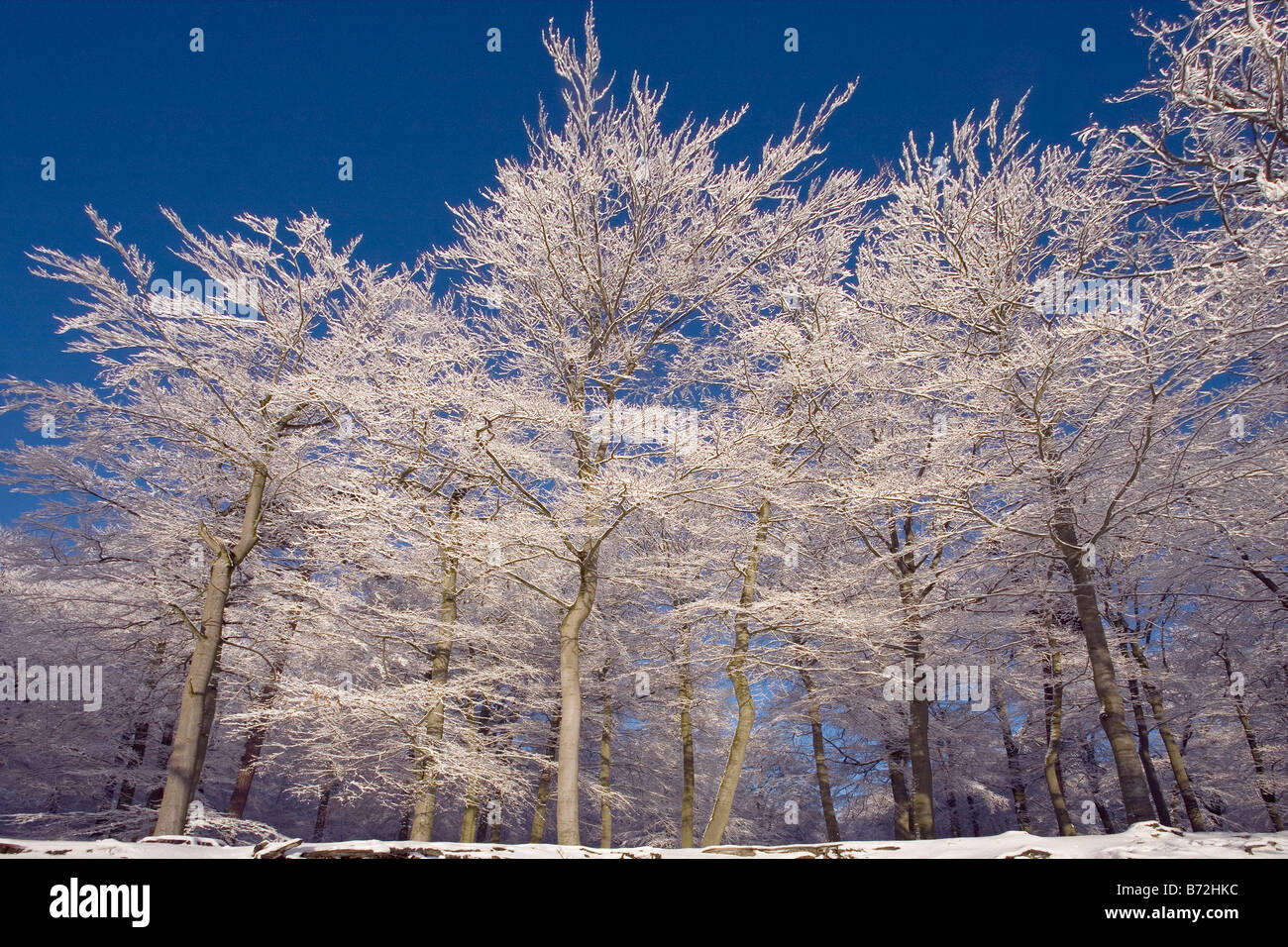 Schnee in Bäume, Wald von Liepnitzsee, Wandlitz, Barnim, Brandenburg, Deutschland Stockfoto