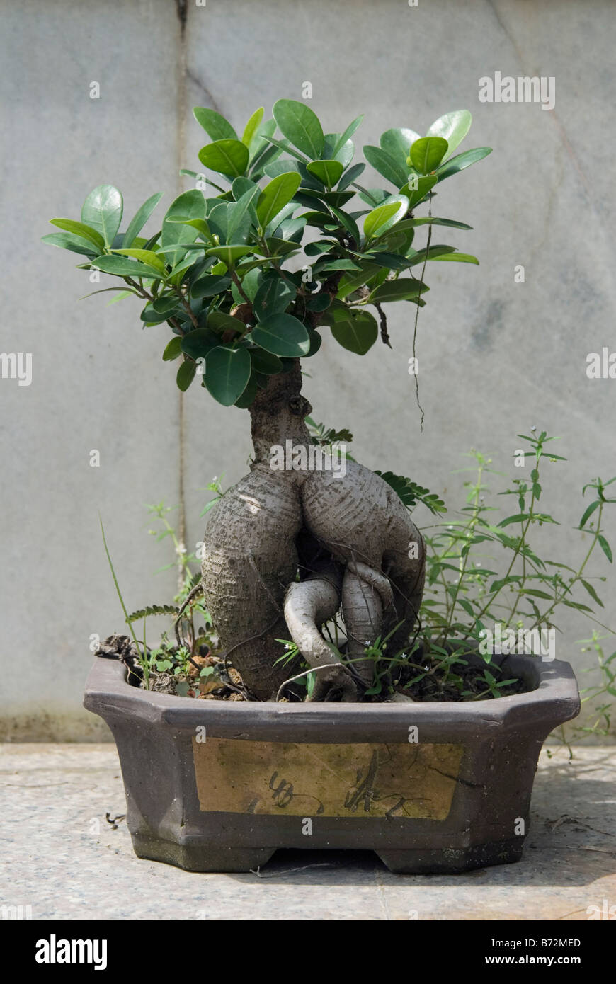 mikawa yatsubusa bonsai 37 Year Old Mikawa Yatsubusa Japanese Maple Bonsai Tree main image 0