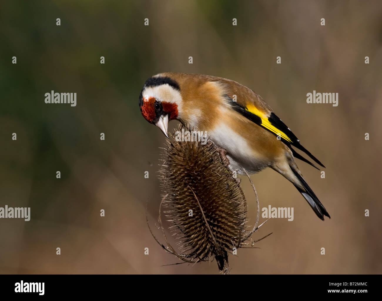 Stieglitz auf Karde. Stockfoto