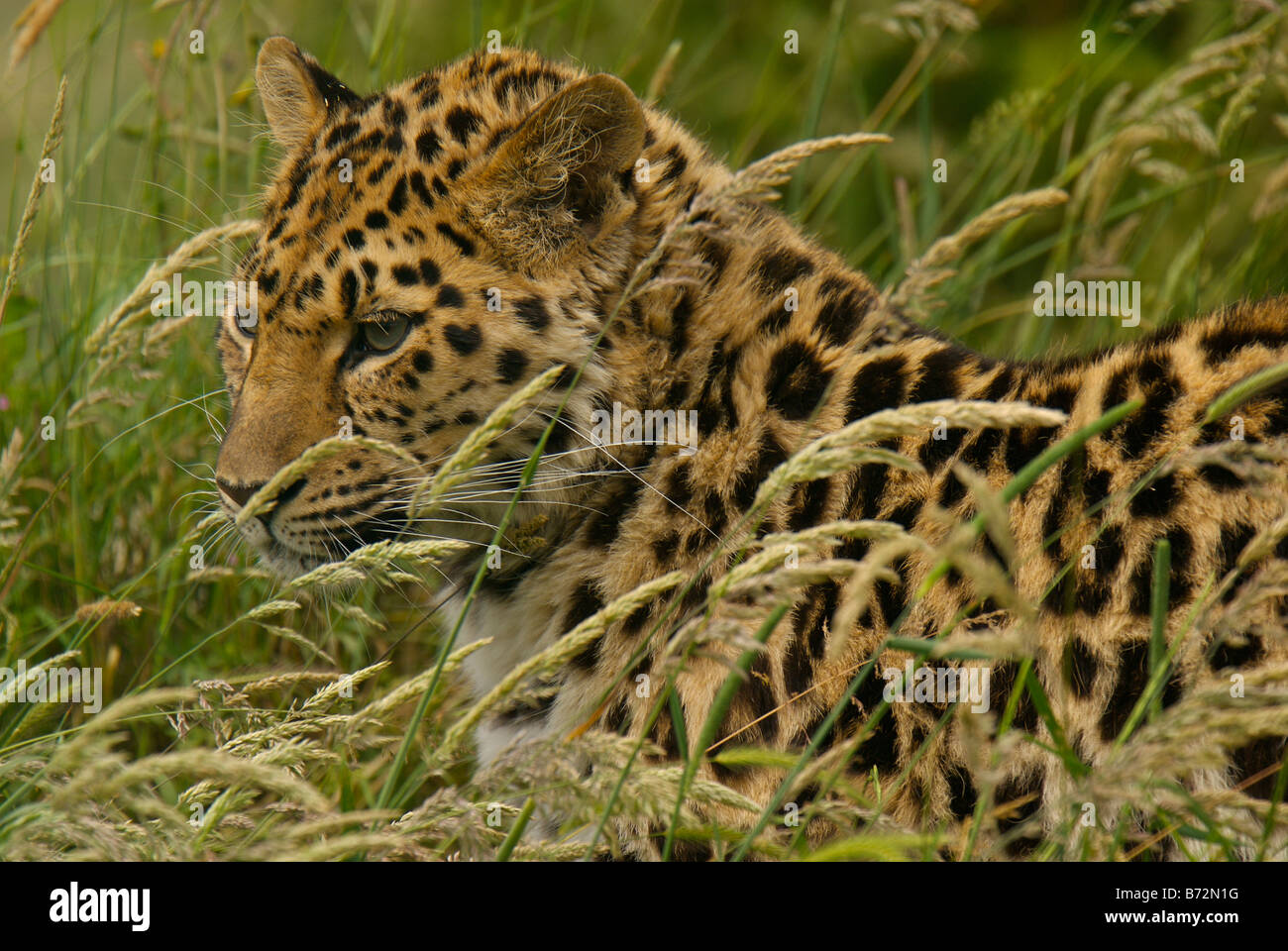 Captive subadulte Amur-Leopard [Panthera Pardus Orientalis] Stockfoto