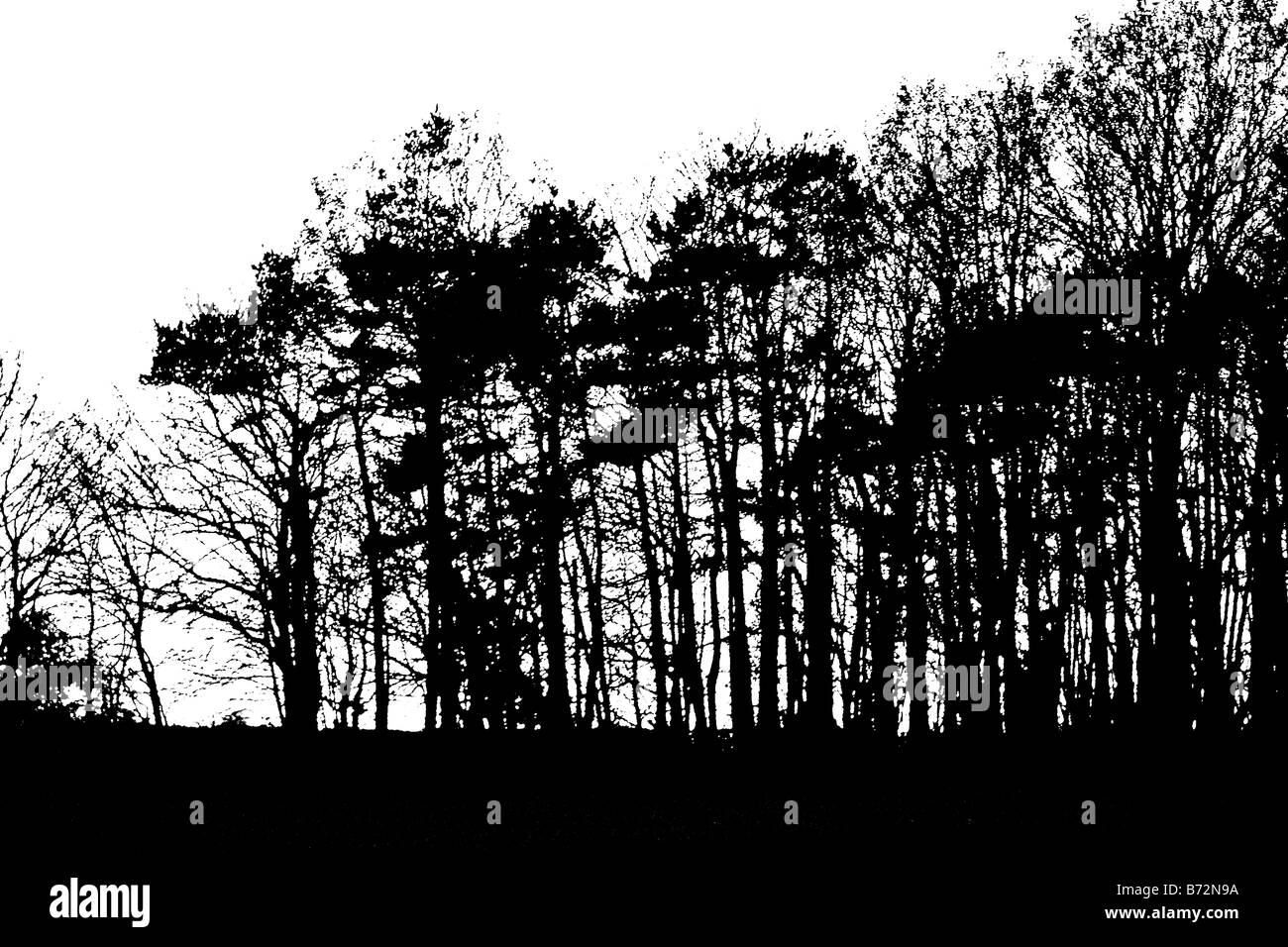 unset hinter Bäumen abstrakte Monochrom Stockfoto