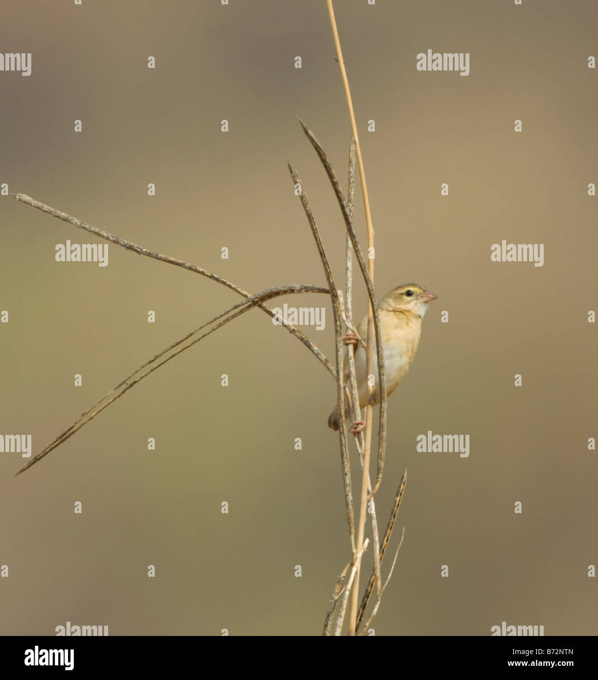 Non-Zucht nördlichen roten Bischof Euplectes Franciscanus WILD Stockfoto