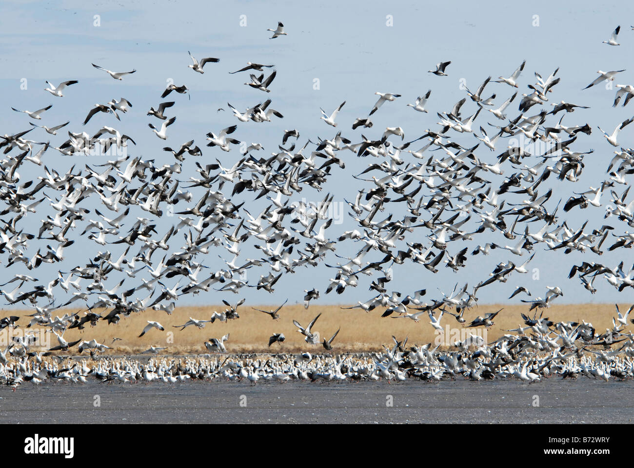 Schneegänse (Anser Caerulescens Caerulescens) Herde im Flug über den See Stockfoto