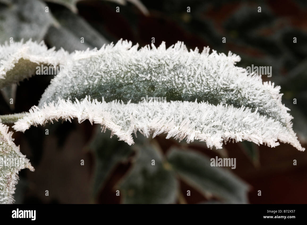 Strahlung Frost und Raureif auf eine Pflanze Blatt Birmingham England uk Stockfoto