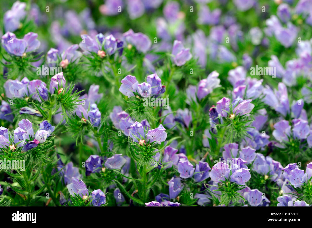 Echium Vulgare "Blue Bedder" Boraginaceae Viper Bugloss winterhart jährliche Blume Stockfoto