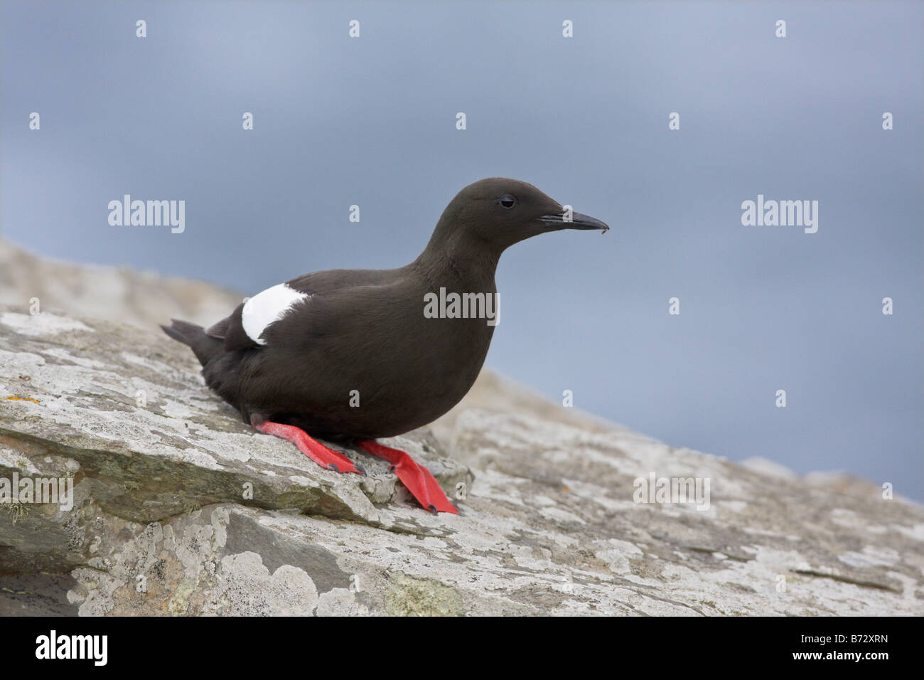 Black Guillemot Cepphus grylle Stockfoto