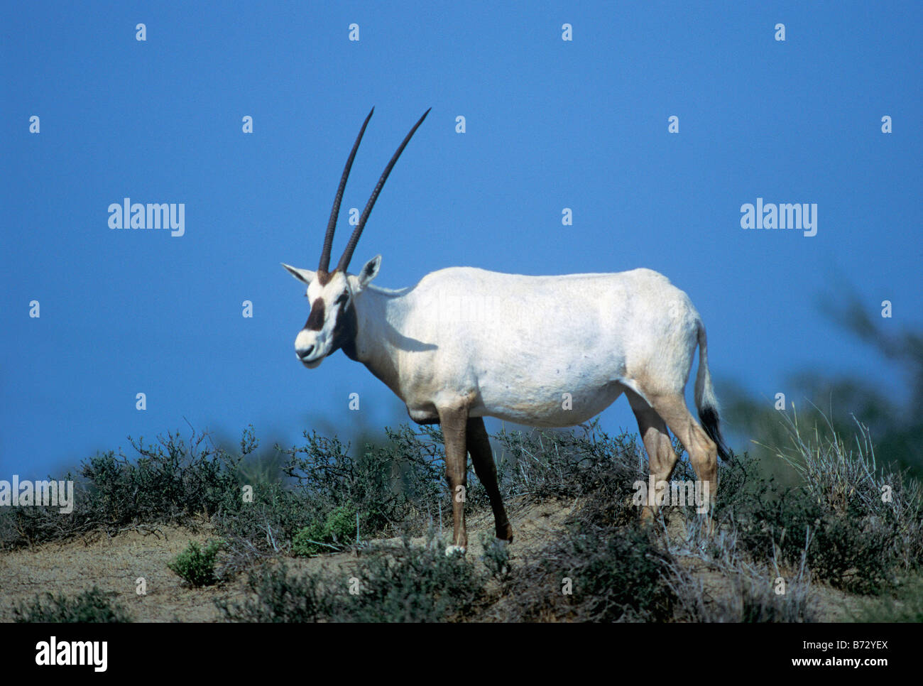 Arabian oryx with young Fotos und Bildmaterial in hoher Auflösung Alamy