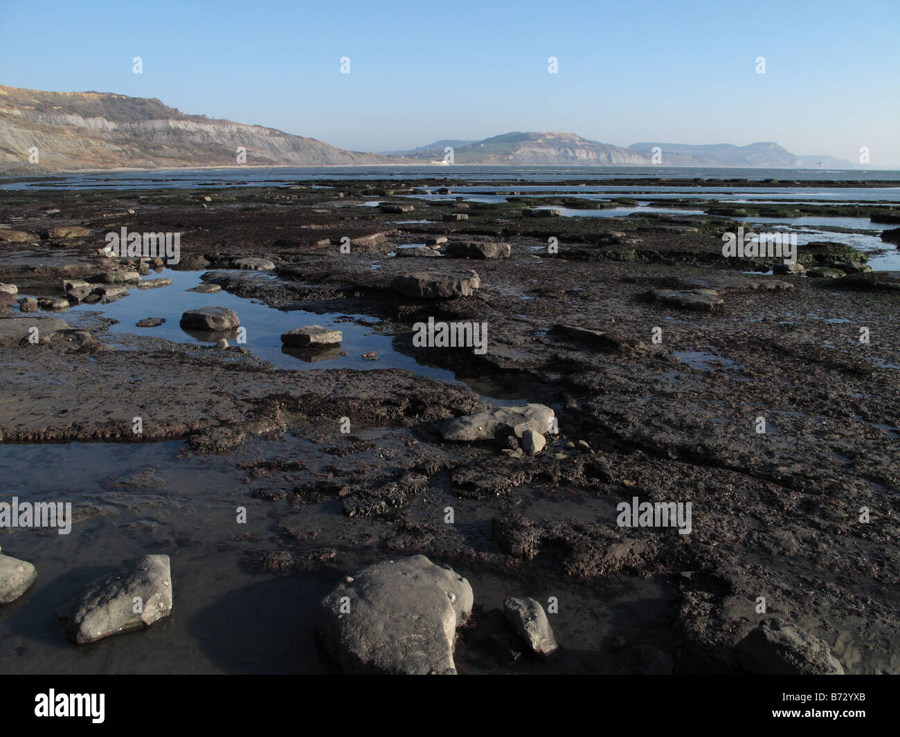 Fels-Pools und Algen auf sedimentären Felsen bei Ebbe auf Lyme Bay in der Nähe von Lyme Regis Dorset Stockfoto