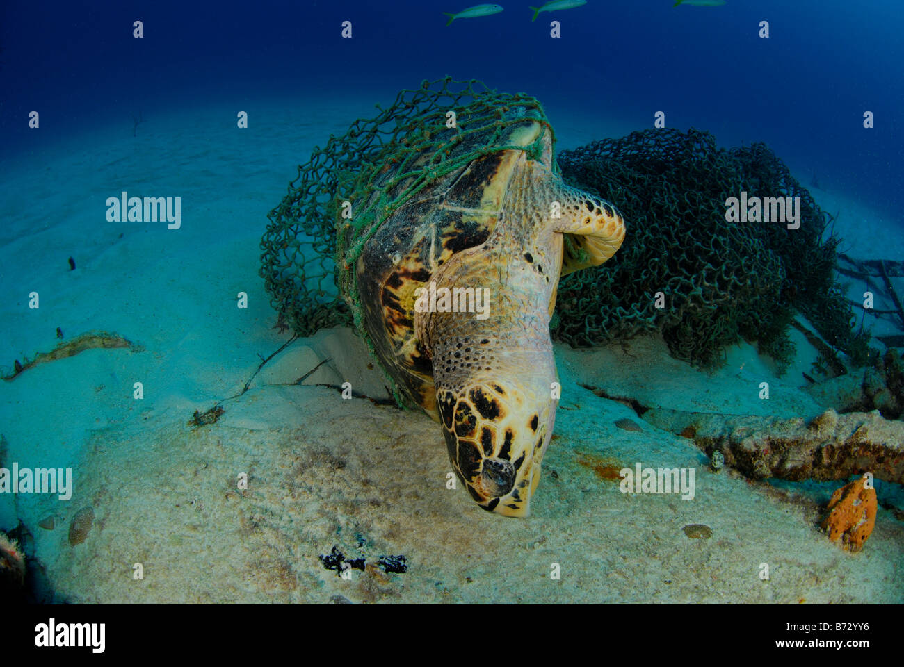 Toten Meeresschildkröte gefangen in Angeln net, Unterwasser, ökologische Katastrophe Stockfoto