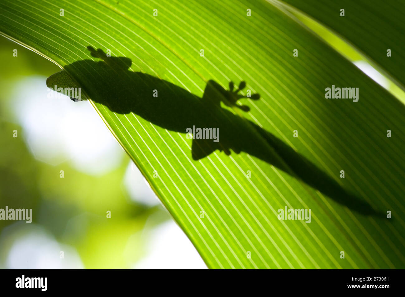 Peek-a-boo! Taggecko Phelsuma Silhouette auf einem Palm Leaf peering runden Rand, Mauritius. Stockfoto