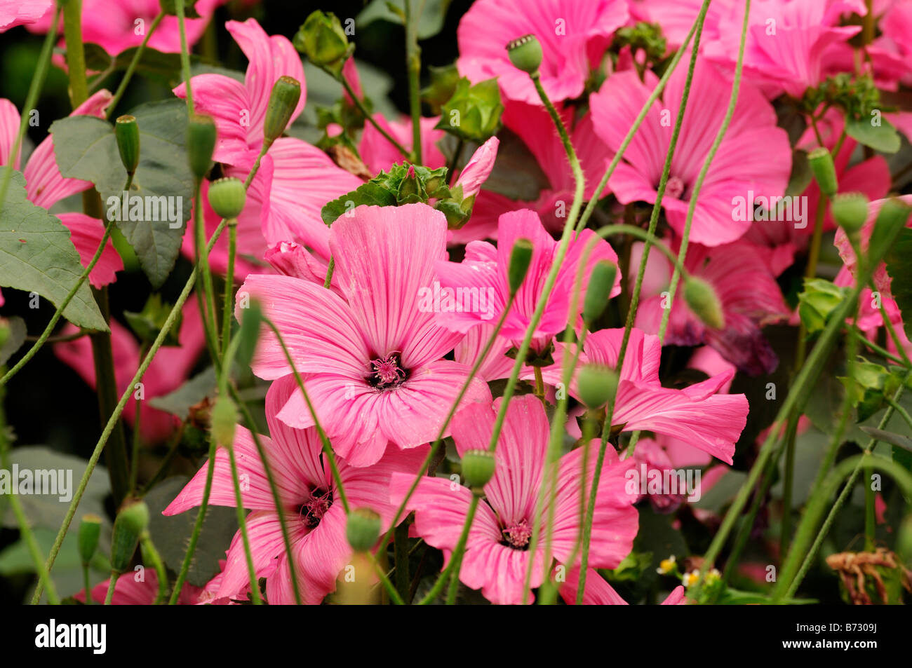 Lavatera Novelle stieg half-hardy jährlichen Topf Beetpflanze Blume frühe Blüte Stockfoto