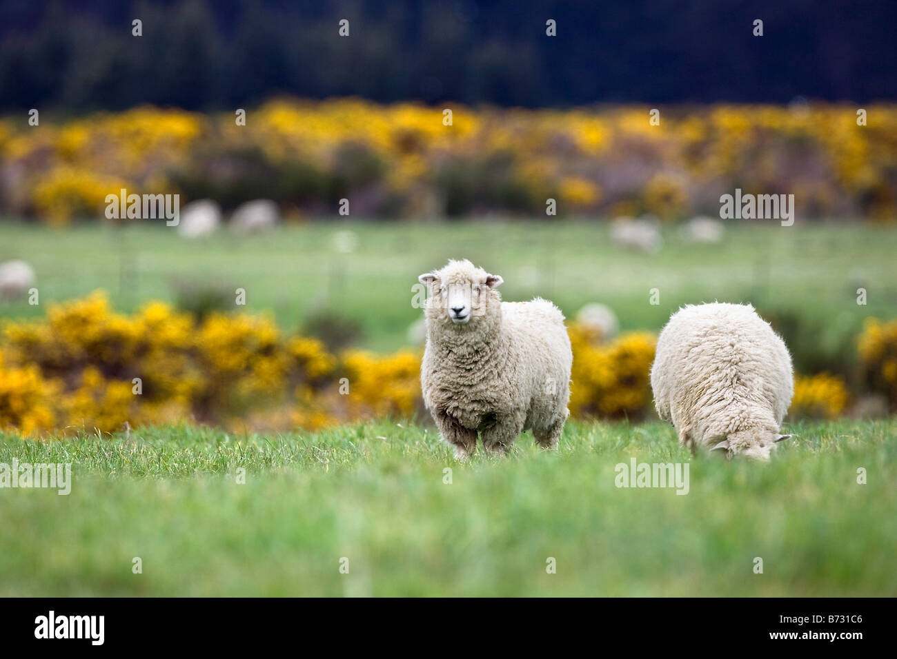 New Zealand Sheep Stockfotos und bilder Kaufen Alamy