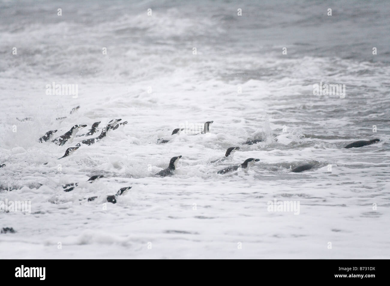 Pinguine Zügelpinguinen (Pygoscelis Antarcticus) Schwimmen im Ozean Deception Island Antarktis Stockfoto