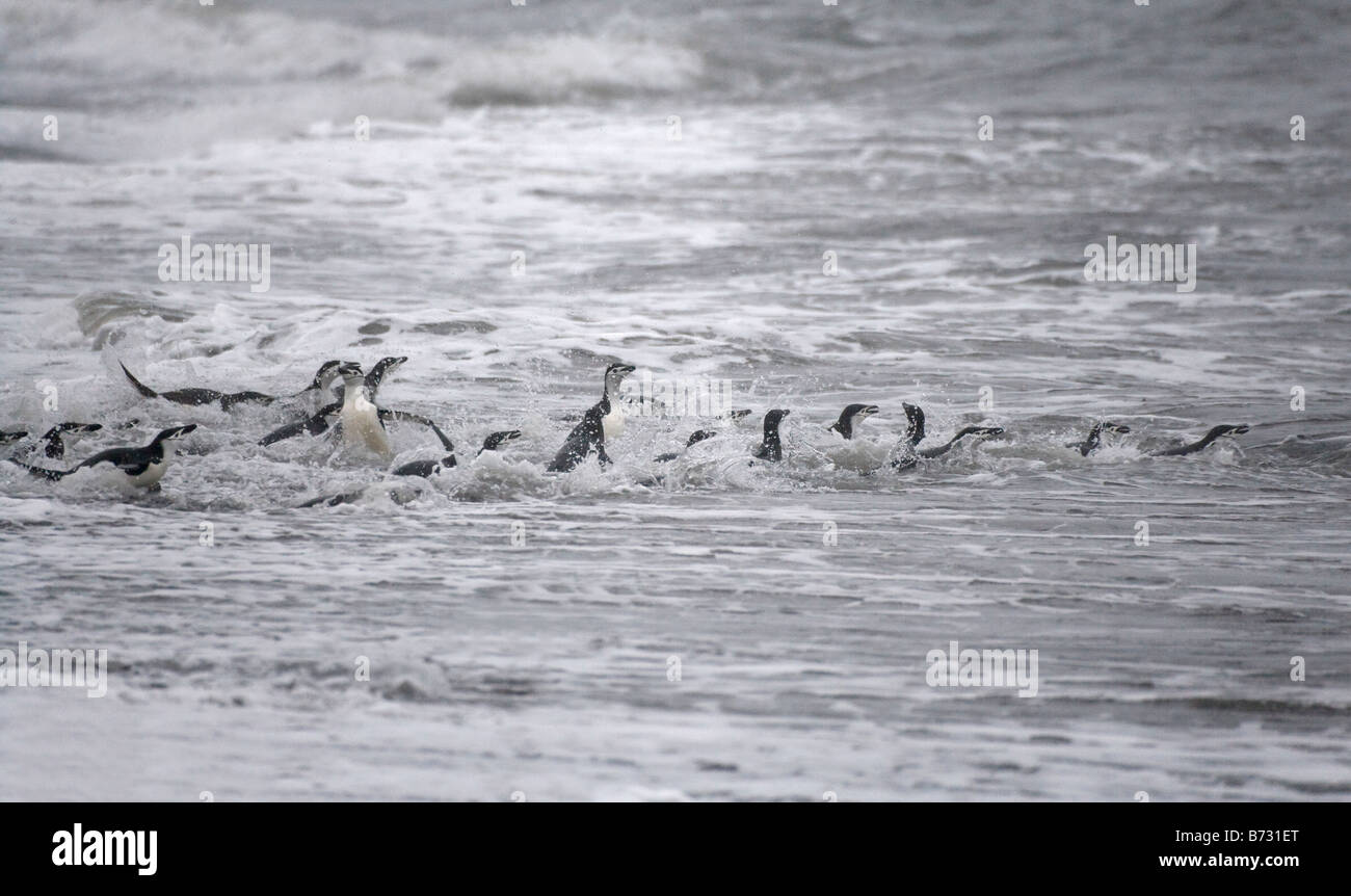 Pinguine Zügelpinguinen (Pygoscelis Antarcticus) Schwimmen im Ozean Deception Island Antarktis Stockfoto