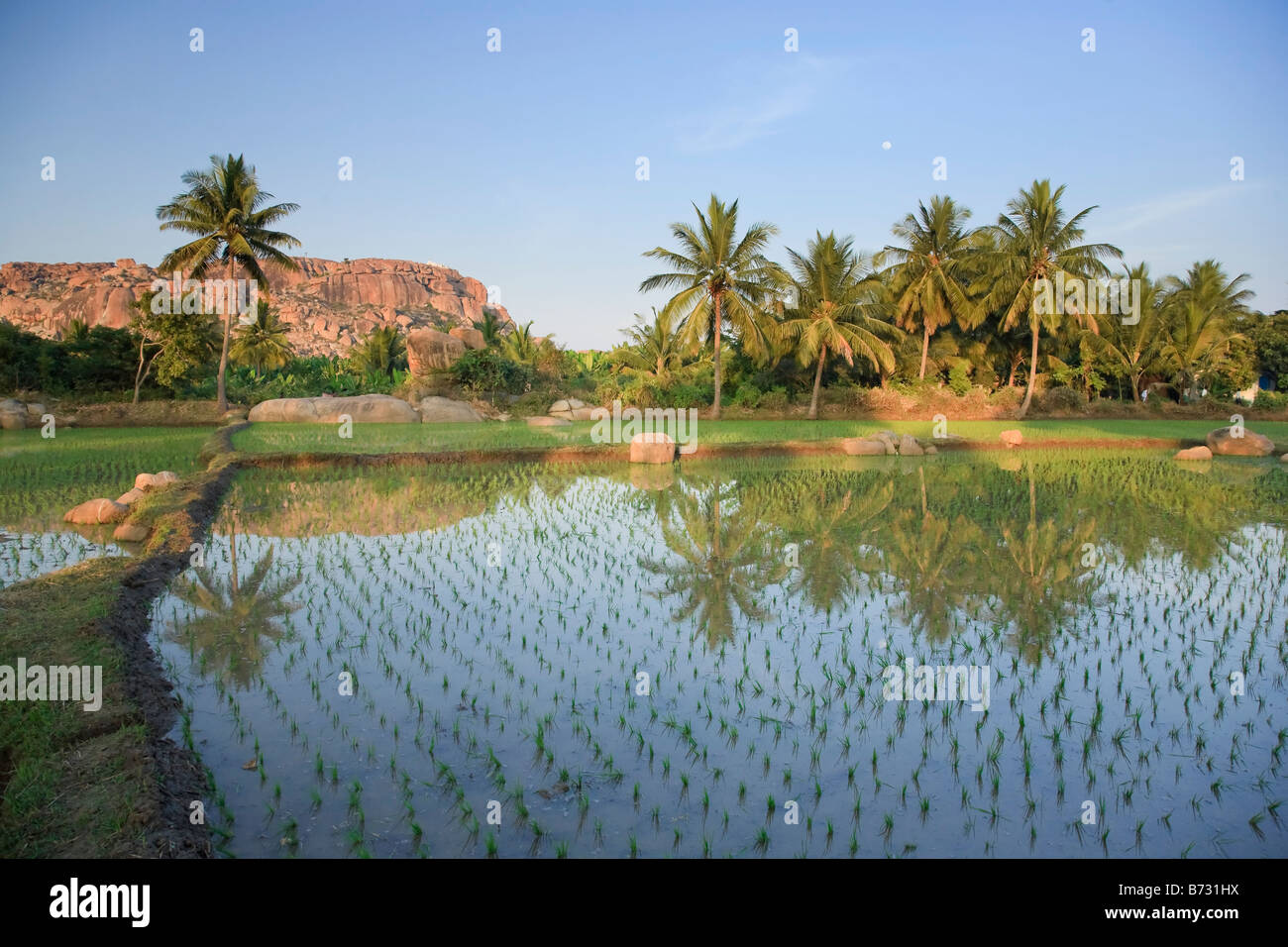 Reis Felder Hampi Karnataka Indien Stockfoto