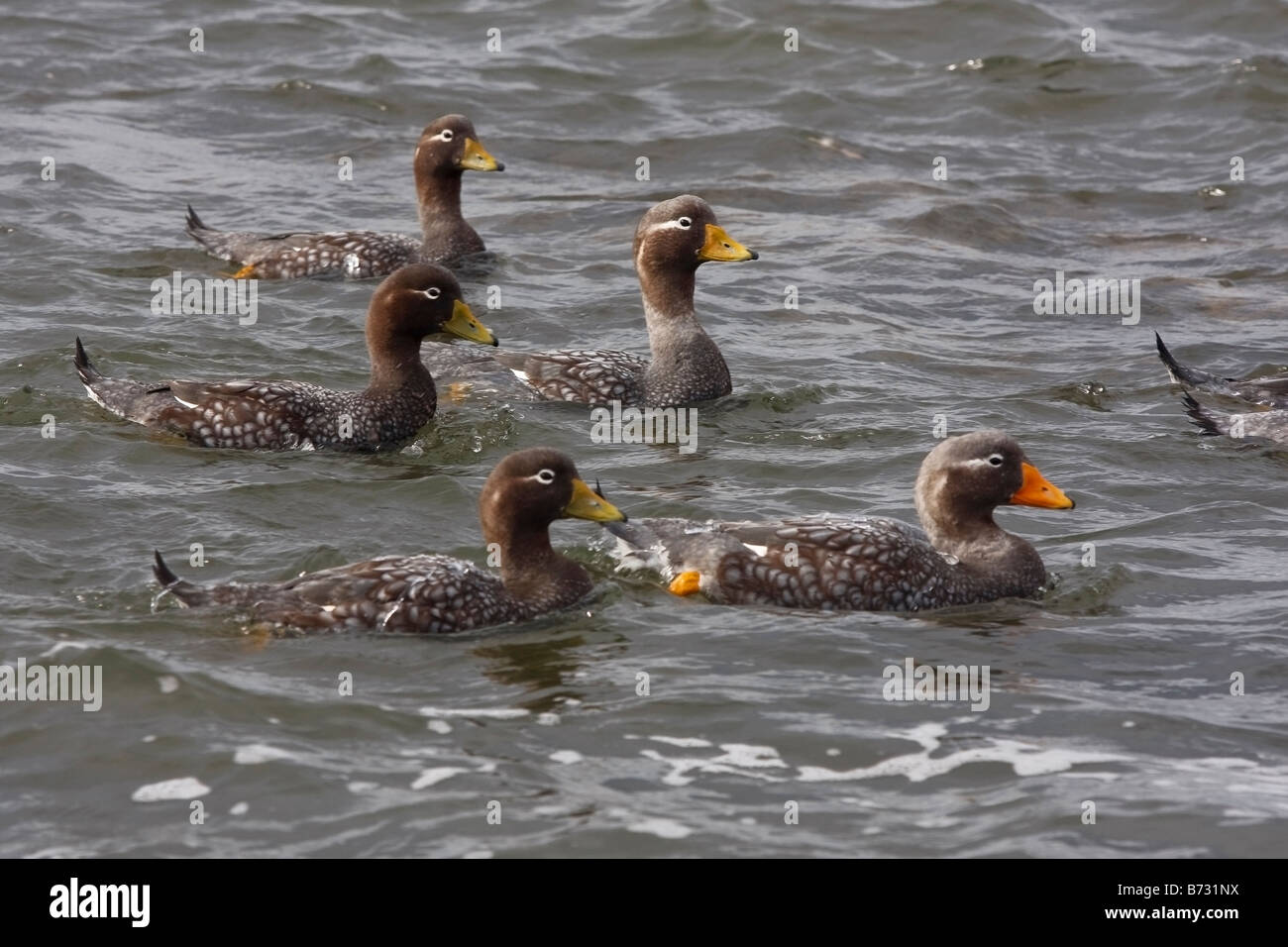 flugunfähige Dampfer Enten Pebble Island Falkland-Inseln Stockfoto