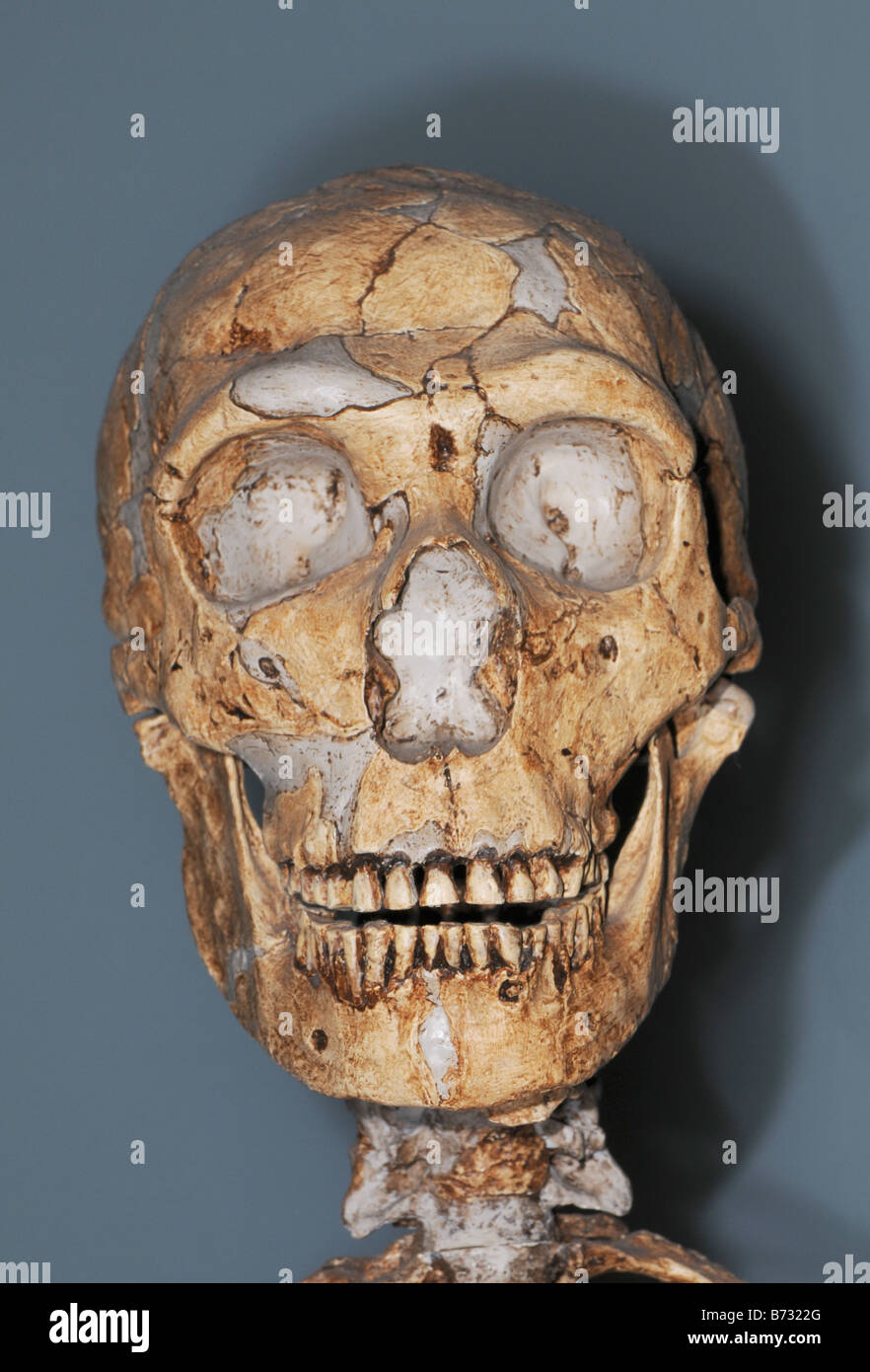 Besetzung von einem Schädel eines Neandertalers Homo neanderthalensis Stockfoto