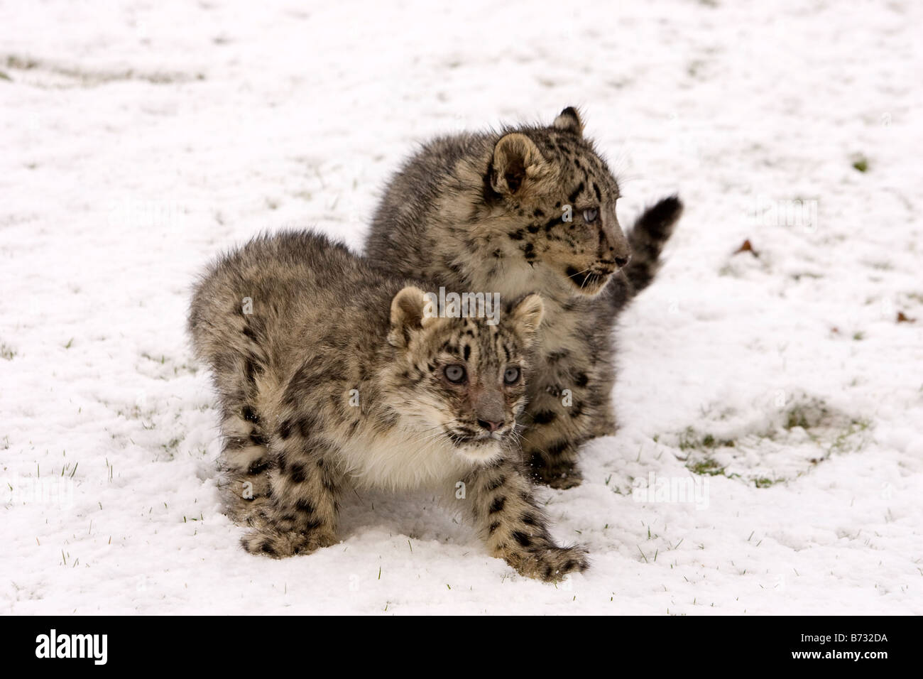 Snow Leopard Cubs Stockfoto