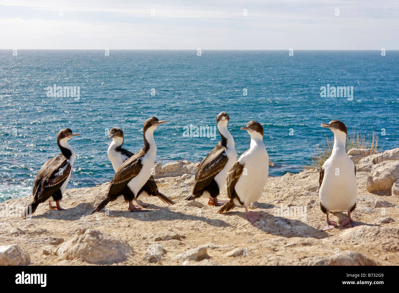 König Kormoran Imperial Shag Phalacrocorax atriceps Stockfoto