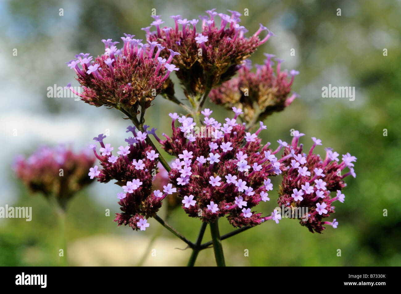 Rosa Blume Stockfoto