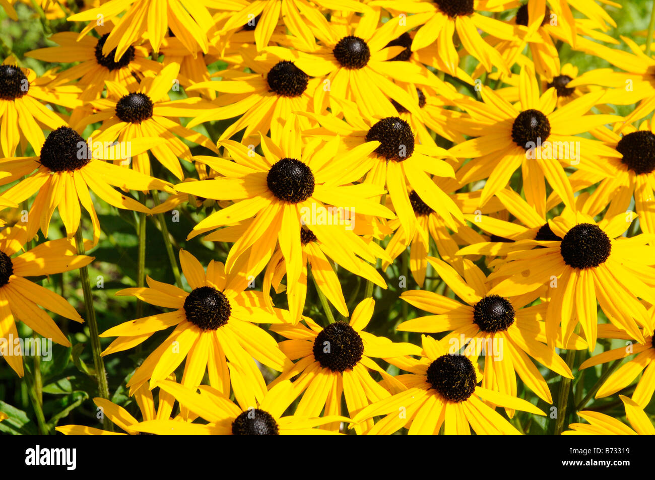 Rudbeckia Echinacea Stockfoto