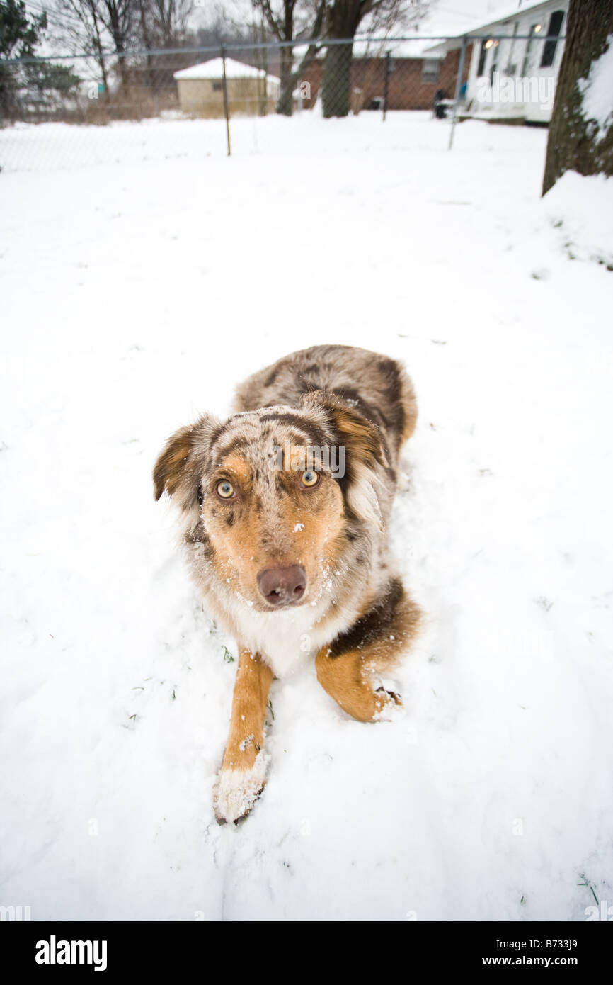 Australian Shepherd Verlegung im Schnee Stockfoto