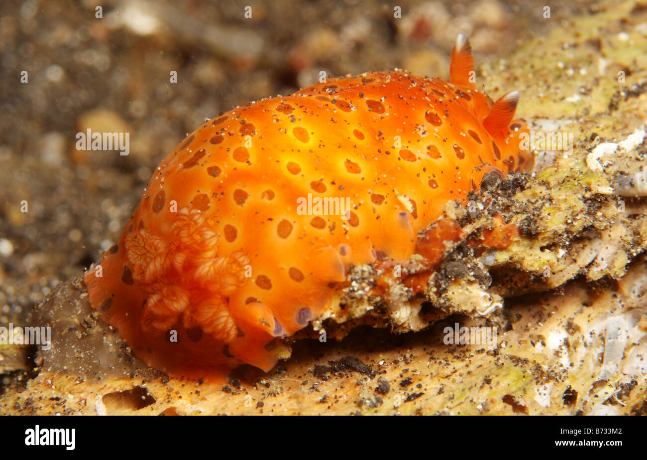 Nacktschnecken oder Seeschnecke, die Fütterung in der Nacht am Korallenriff Stockfoto