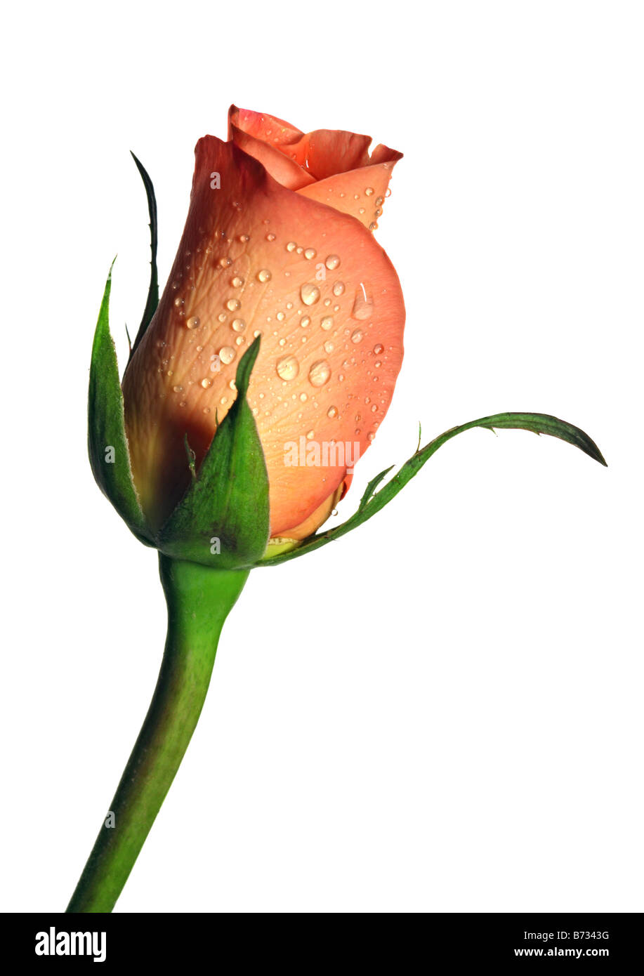 Rosebud Orange auf weiß Stockfoto