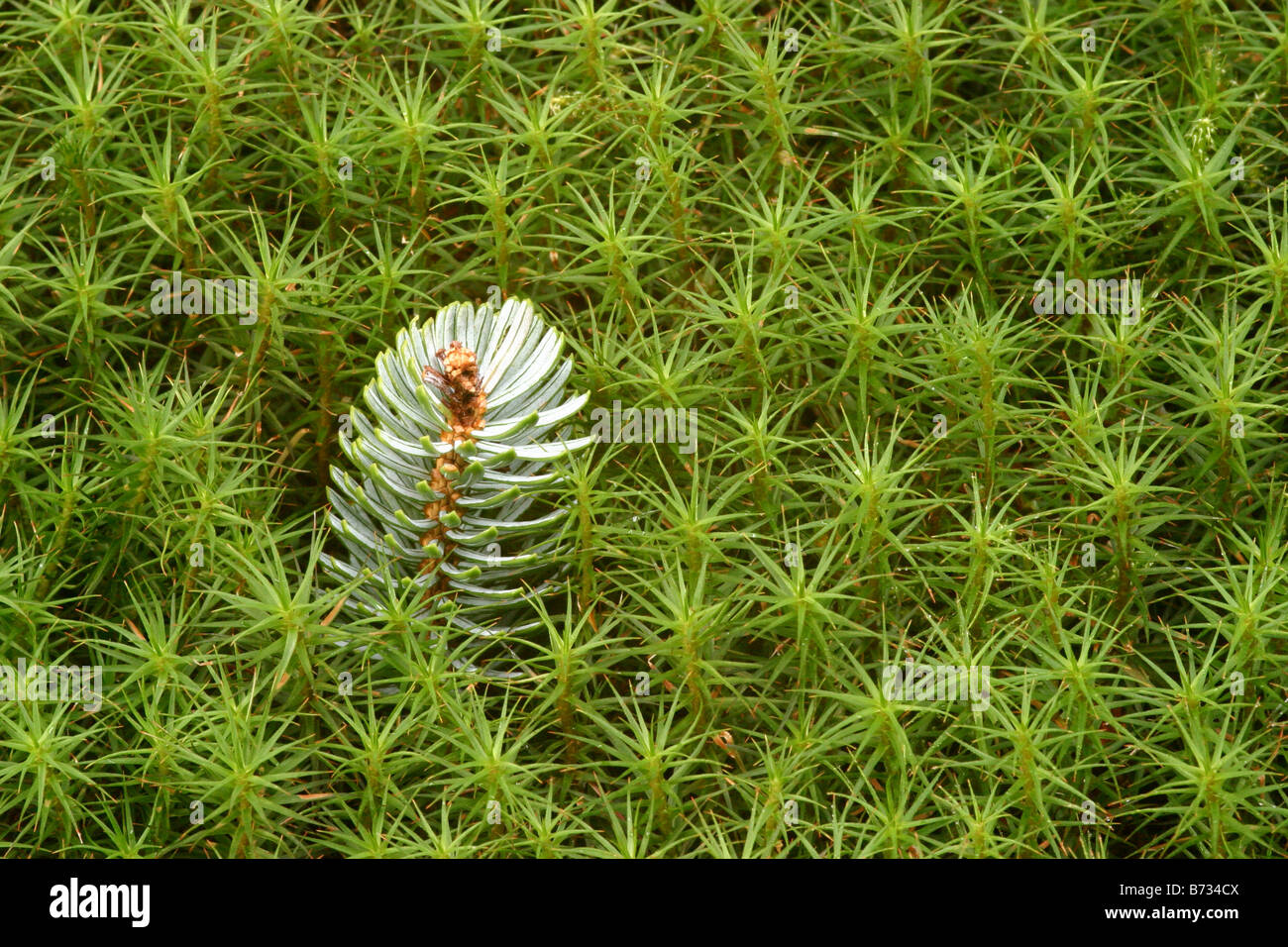 Gemeinsamen Haircap moss Polytrichum Kommune mit Sitka Fichte Blatt Picea Sitchensis abstrakt Stockfoto