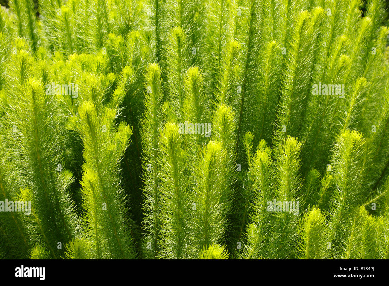 Phamaspermum acerosum Fotos und Bildmaterial in hoher Auflösung Alamy