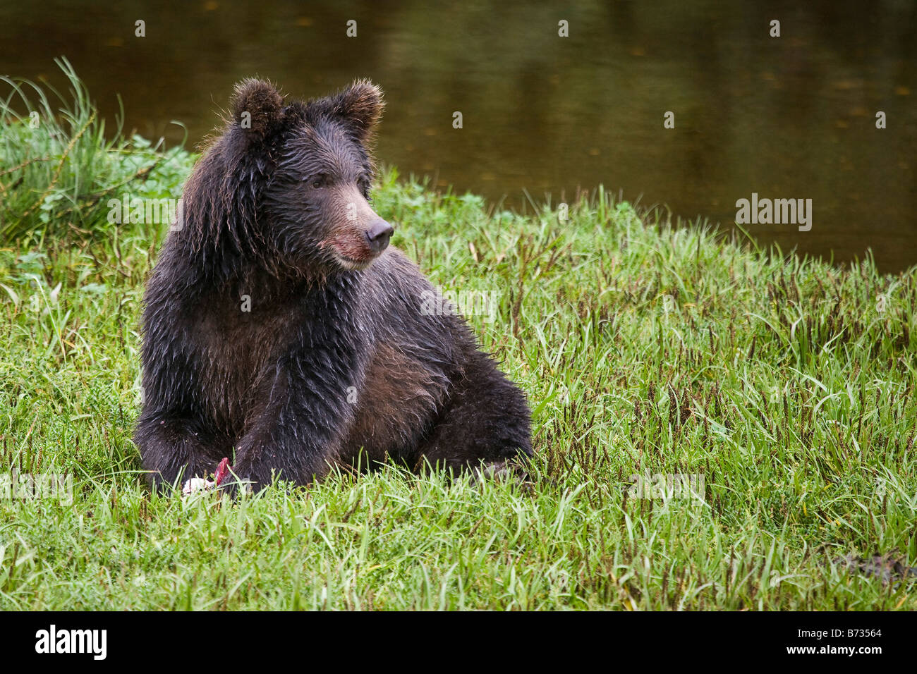 Grizzly Bären Essen einen Lachs - Anan Creek in Alaska Stockfoto