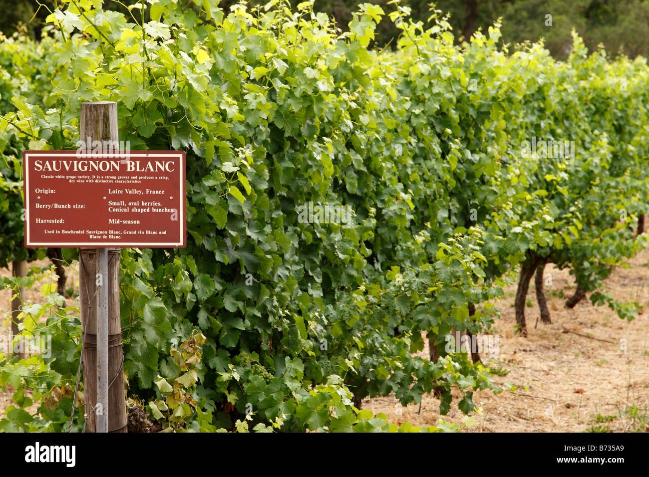 Sauvignon Blanc-Reihe von Reben an Boschendal, eines der ältesten Weingüter in Südafrika Franschhoek Westkap Stockfoto