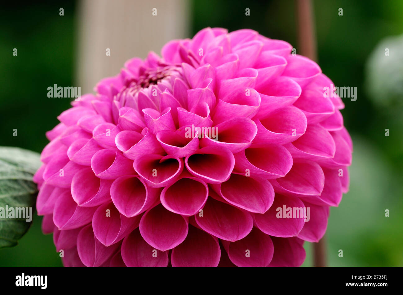 Ball Blume Stockfotos Und Bilder Kaufen Alamy