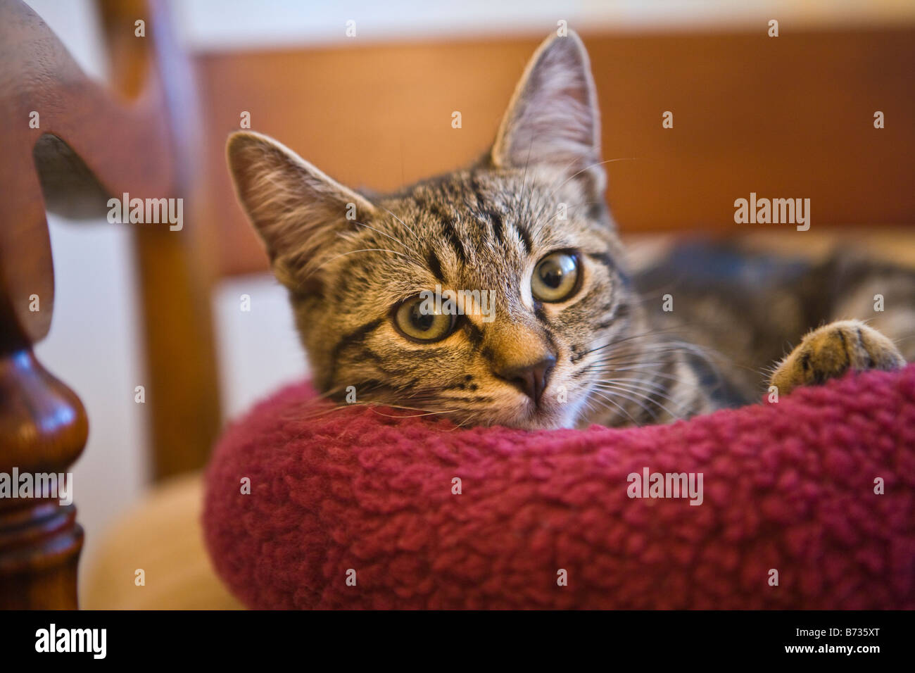 junge Katze auf Stuhl Stockfoto