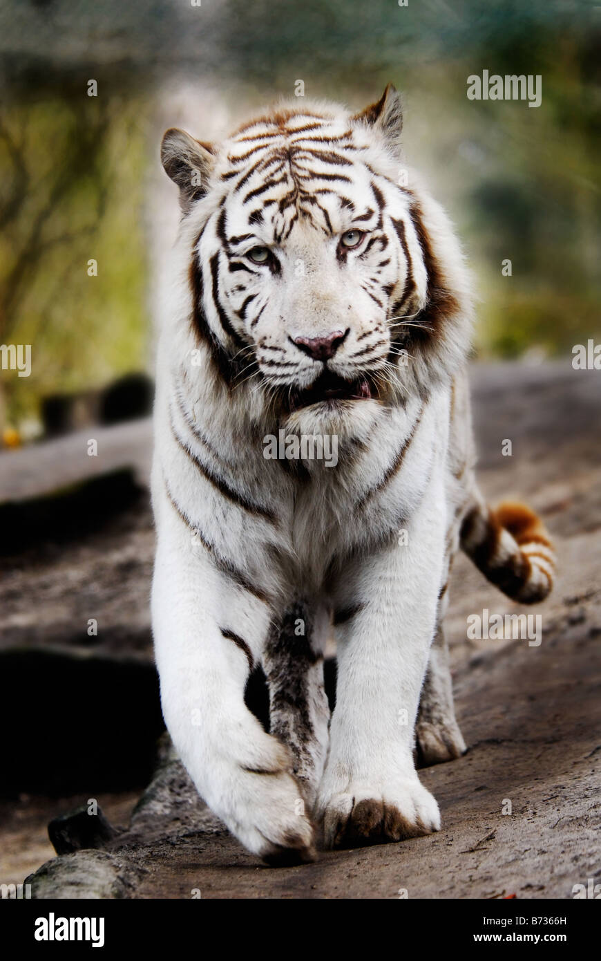 Schöne weiße Tiger zu Fuß in Richtung der Kameras Stockfoto