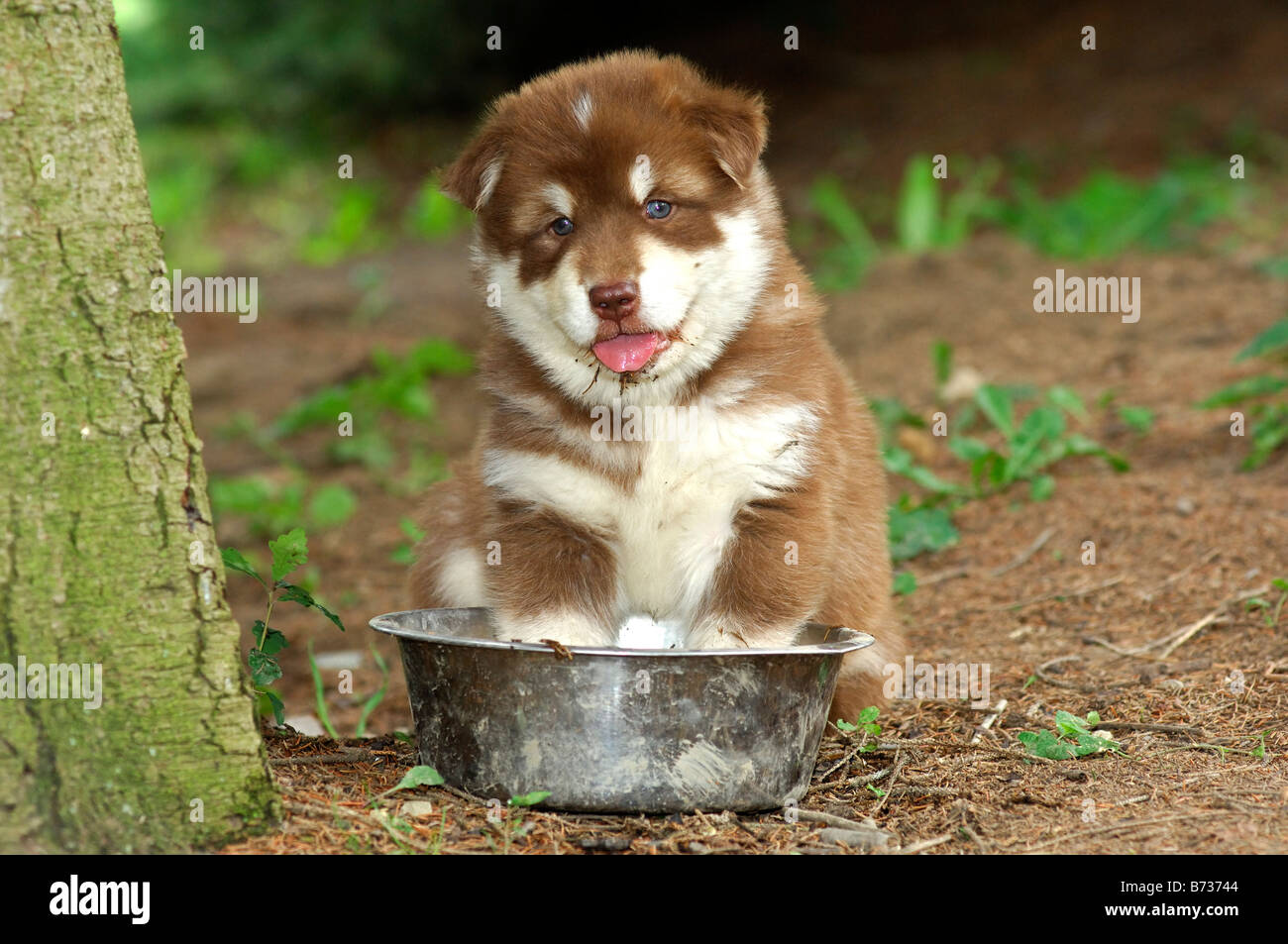 Hundstage, ein Schwitzen Grönlandhund Welpen Coolig Schüssel seine Pfoten im Wasser an einem heißen Sommertag Stockfoto