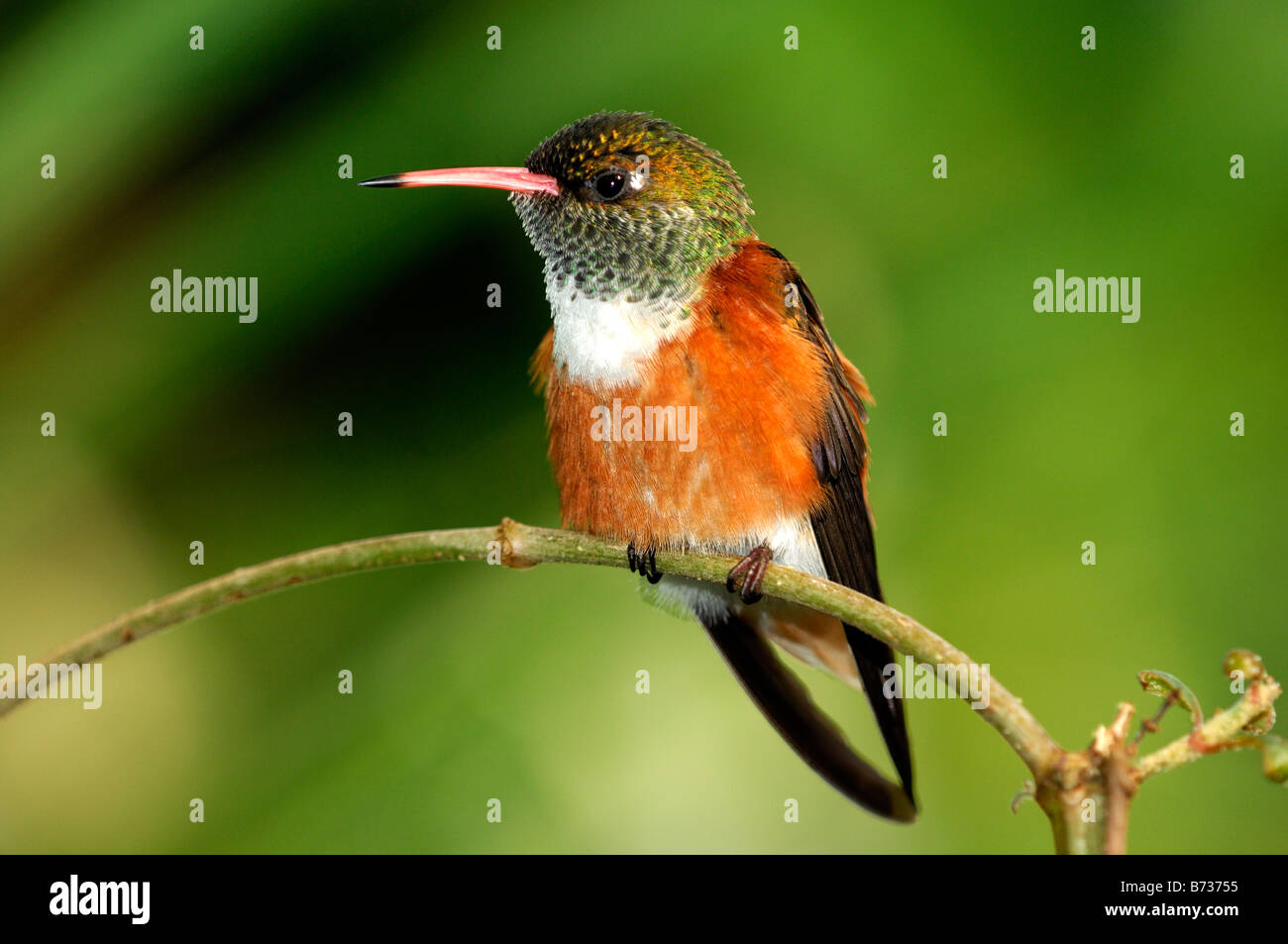 Amazilia Kolibri, Amazilia Amazilia, thront auf einem Zweig in den tropischen Regenwald, Südamerika Stockfoto