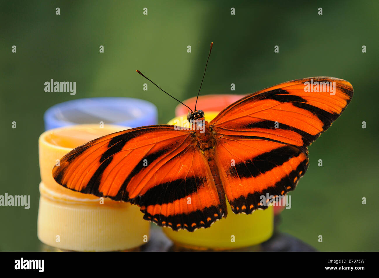 Gebänderten Orange Tiger Schmetterling, Dryadula Phaetusa, bei einem Schmetterling-feeder Stockfoto