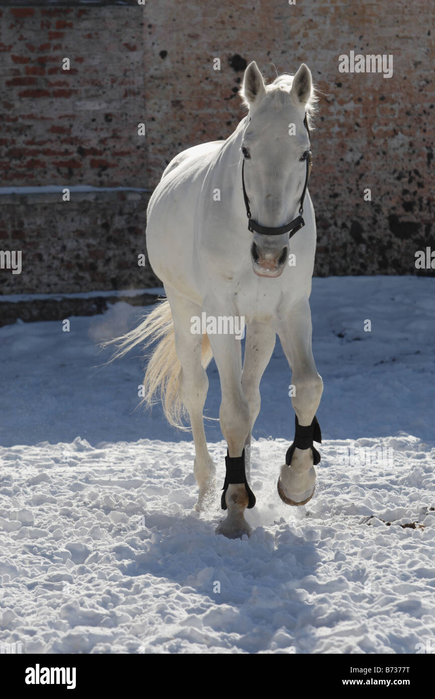 Grauschimmel Stockfoto