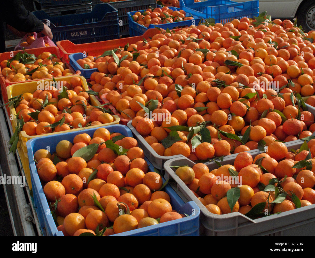 Orangenkartons zum Verkauf an Markt Paphos, Zypern Stockfoto