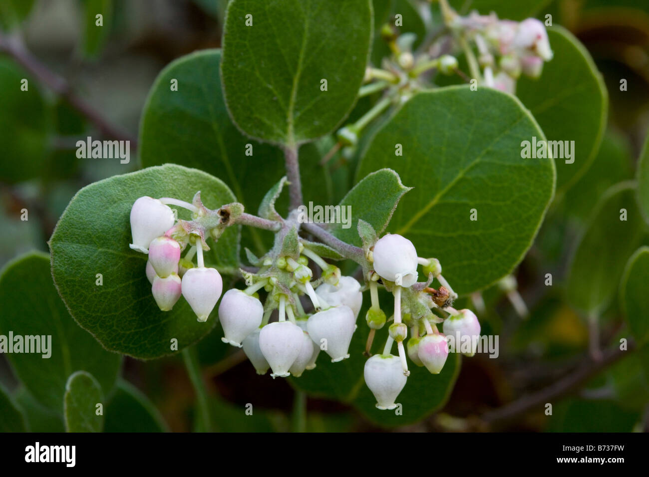 Shagbark Manzanita Arctostaphylos Rudis zentralen kalifornischen Küste Stockfoto