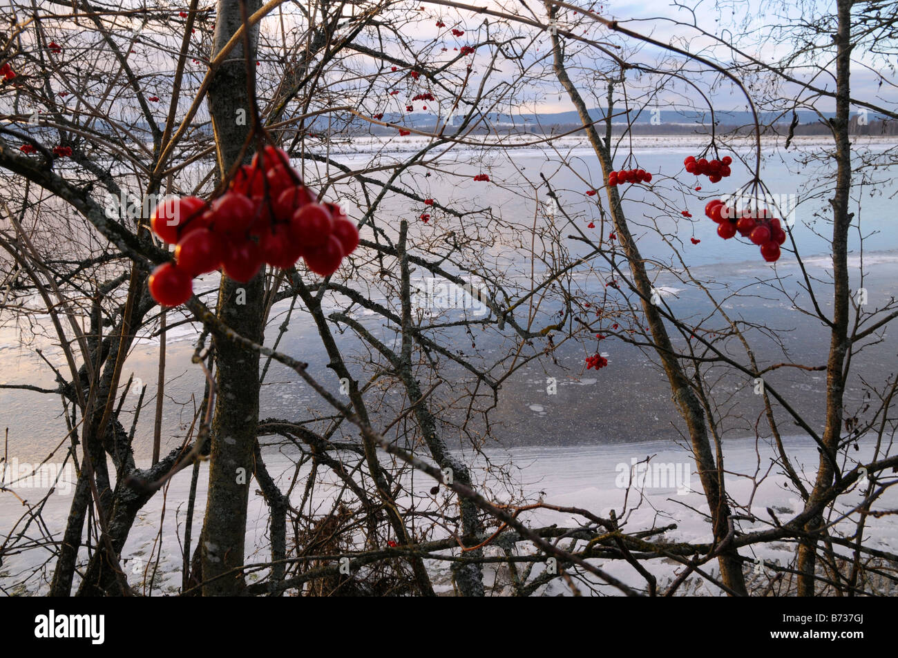 Winter rote Beeren am Fluss Øyeren in der Nähe von Lillestrøm Norwegen Stockfoto