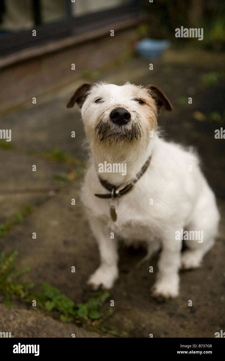 Jack Russell Terrier suchen Belligerant mit einem schmutzigen Gesicht nach graben im Garten Stockfoto