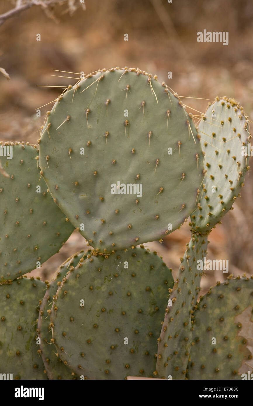 Pfannkuchen Sie-Birne Opuntia Chlorotica essbare Form der Kaktus Sonoran Wüste Arizona Stockfoto