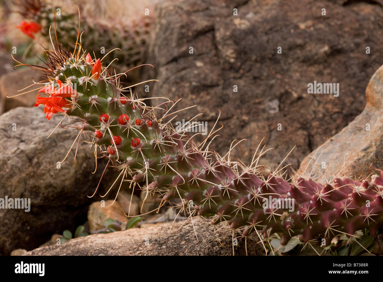 Ein Kaktus Mammillaria Poselgeri in Blume Sonoran Wüste Stockfoto