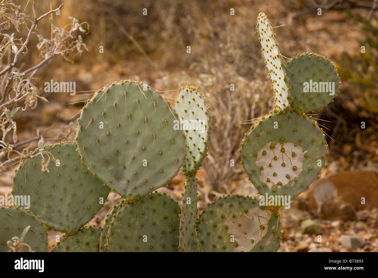 Pfannkuchen Sie-Birne Opuntia Chlorotica essbare Form der Kaktus Sonoran Wüste Arizona Stockfoto