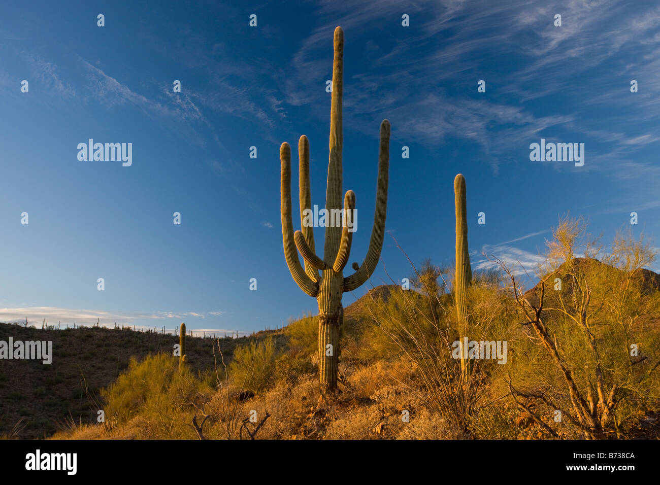 Riesige Kakteen oder Saguaro Carnegiea Gigantea im Westen Sonora-Wüste Arizona Saguaro-Nationalpark Stockfoto