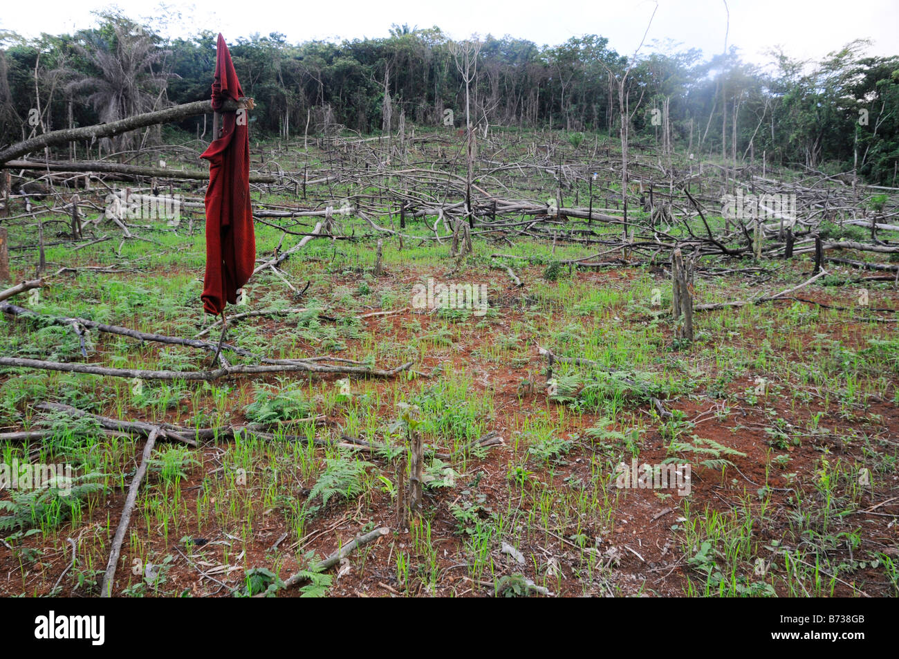 Schrägstrich und brennen Feld mit jungen Reis in der Nähe von Berg-Liberia Stockfoto
