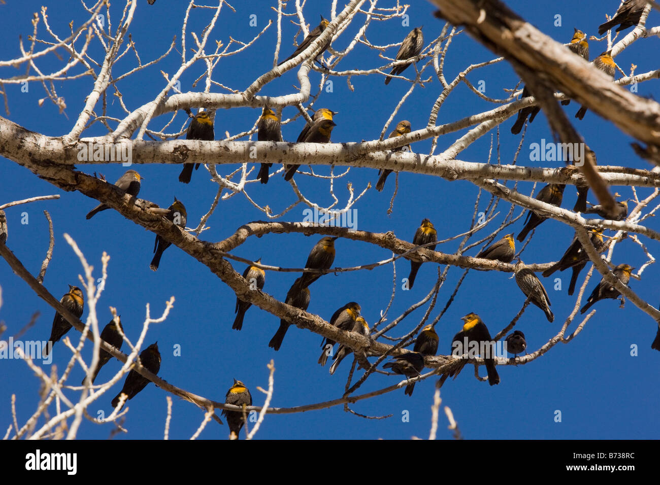Herde von gelb fuhren Amseln Xanthocephalus Xanthocephalus im Winter im Baum Süd Osten Arizona thront Stockfoto