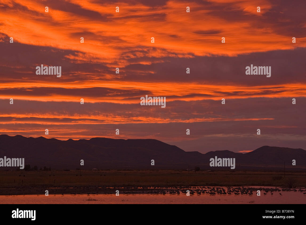 Whitewater zeichnen Wildlife Area bekannt Sandhill Kran Schlafplatz Website bei Sonnenuntergang mit Krane südöstlichen Arizona USA Stockfoto